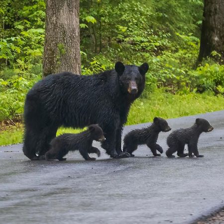 Lazy Bear Lodge, Hot Tub, Resort Pool, Wifi, 1089 Free Tickets Each Paid Day, Dollywood And More Gatlinburg Esterno foto