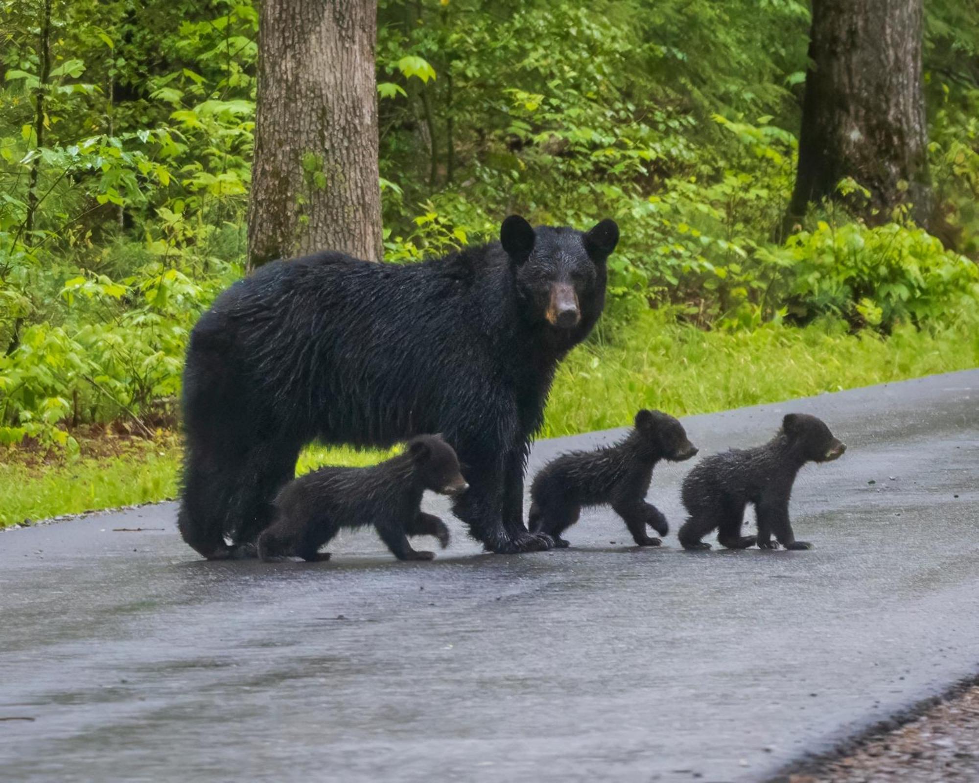 Lazy Bear Lodge, Hot Tub, Resort Pool, Wifi, 1089 Free Tickets Each Paid Day, Dollywood And More Gatlinburg Esterno foto